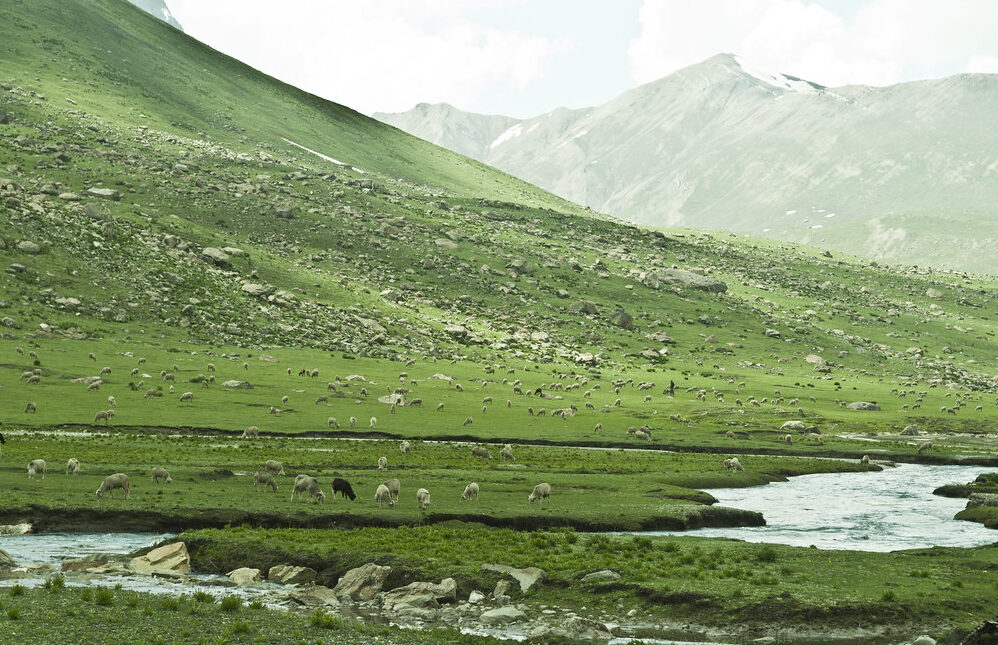Shekdur Meadow on Kashmir Great Lakes Trek